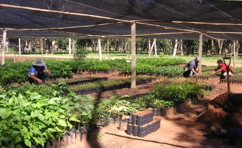 Vivero